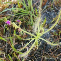 Drosera indica L.